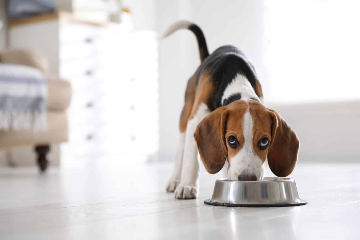 Carino cucciolo di Beagle che mangia a casa.  Adorabile animale domestico