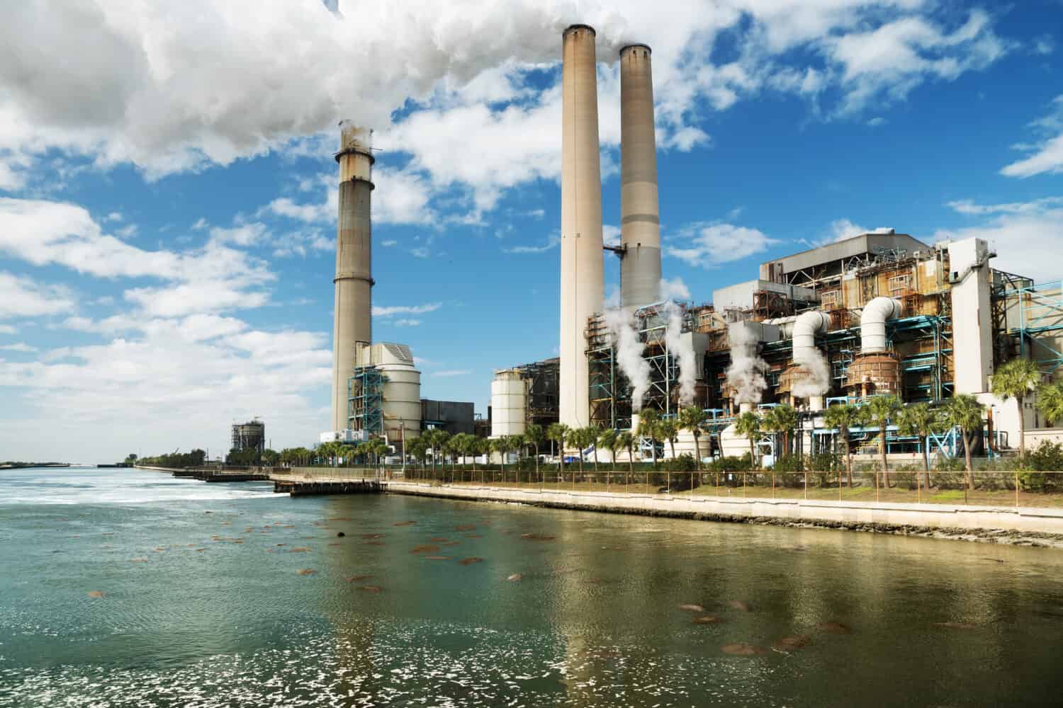 Una grande centrale elettrica a carbone a Tampa e dozzine di lamantini che si crogiolano nelle acque calde