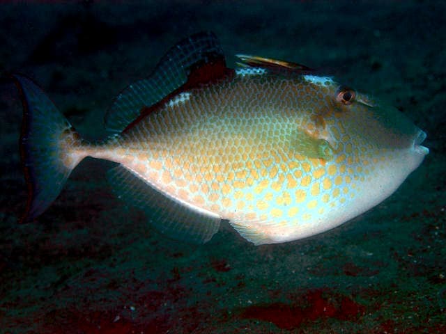 Pesce balestra stellato (Abalistes stellaris)