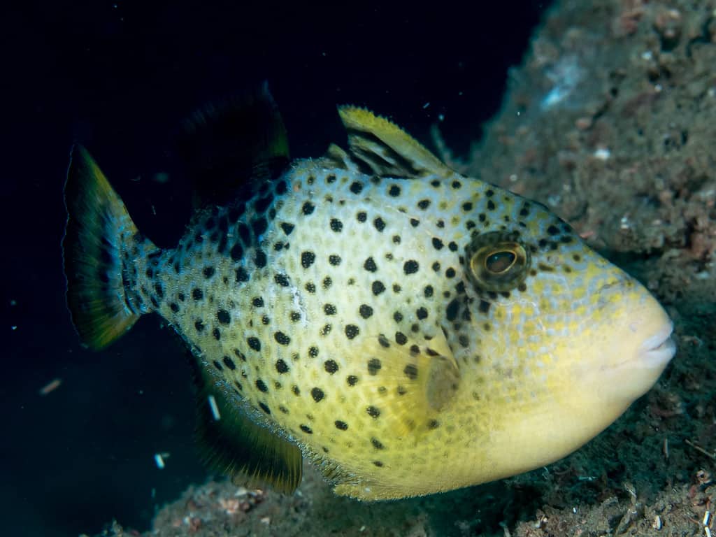 pesce balestra a margine giallo