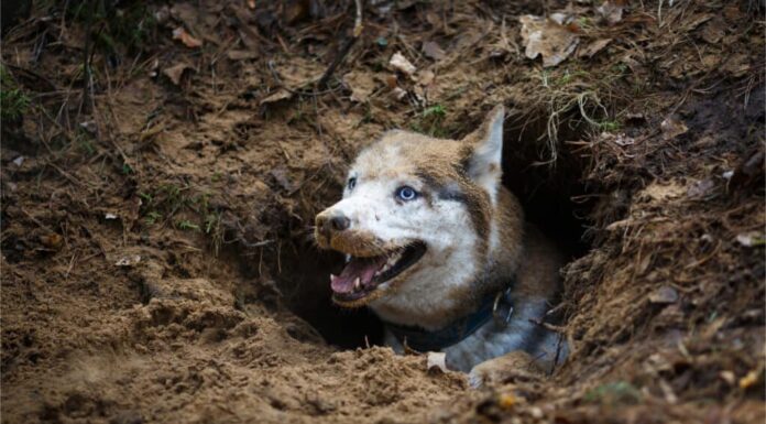 Husky che fa capolino da un buco nel terreno