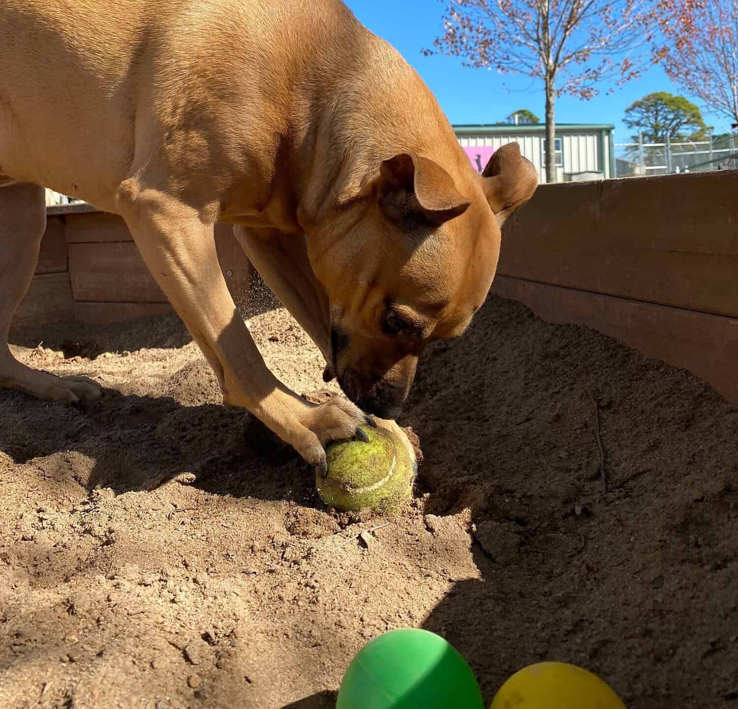 Cane che cerca di seppellire la palla nella sabbia 