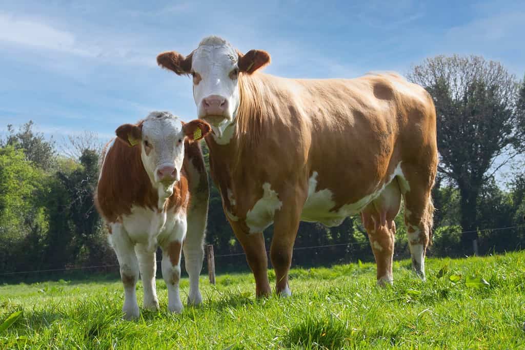 Simmental mucca e vitello in campo