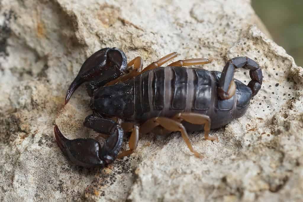 Close up di un europeo dalla coda gialla Scorpion, Euscorpius flavicaudis, da Allegre-les-Fumades nel Gard, Francia