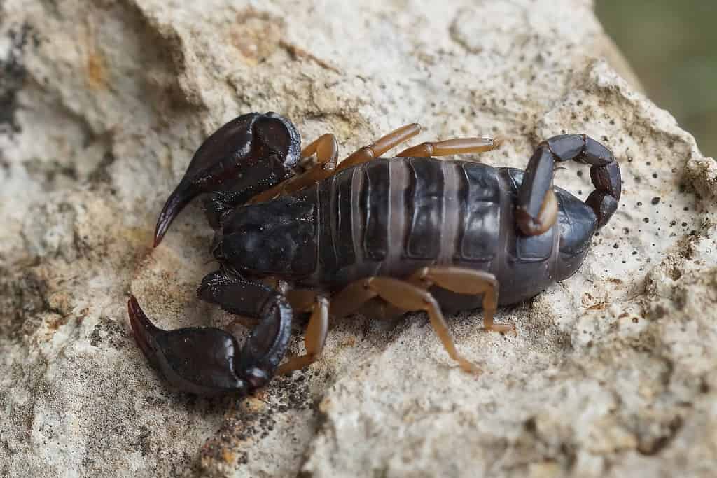 Primo piano di uno scorpione europeo dalla coda gialla, Euscorpius flavicaudis, da Allegre-les-Fumades nel Gard, Francia