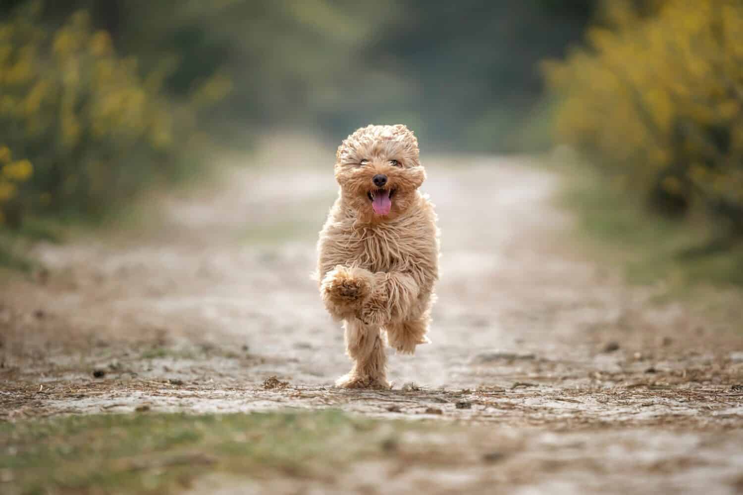 Cucciolo di Cavapoo di sei mesi.  Questo cucciolo è color albicocca e corre come un piccolo orsacchiotto