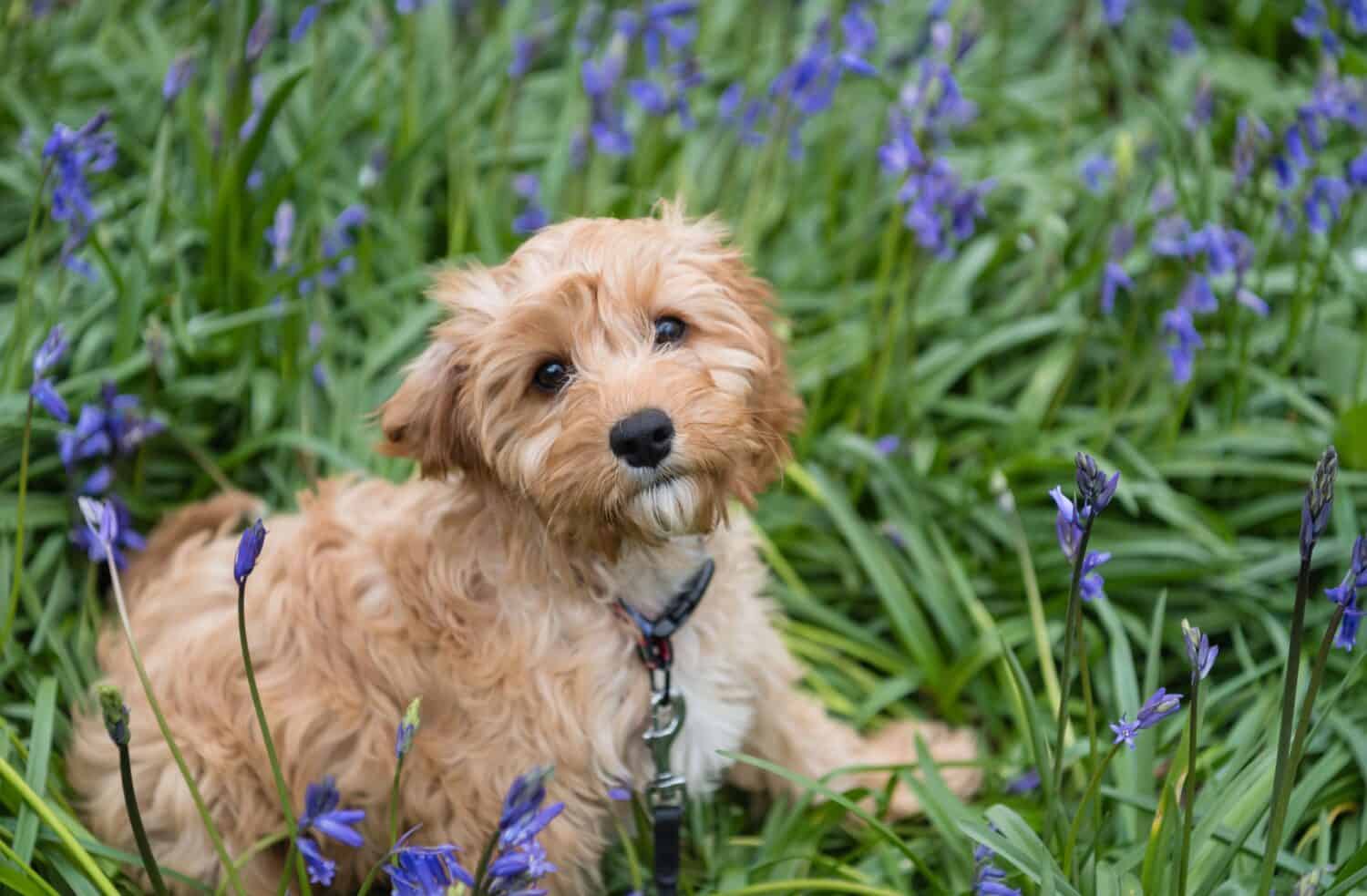 Un primo piano di un cucciolo di cavapoo seduto nell'erba con bellissimi fiori e guardando nella telecamera