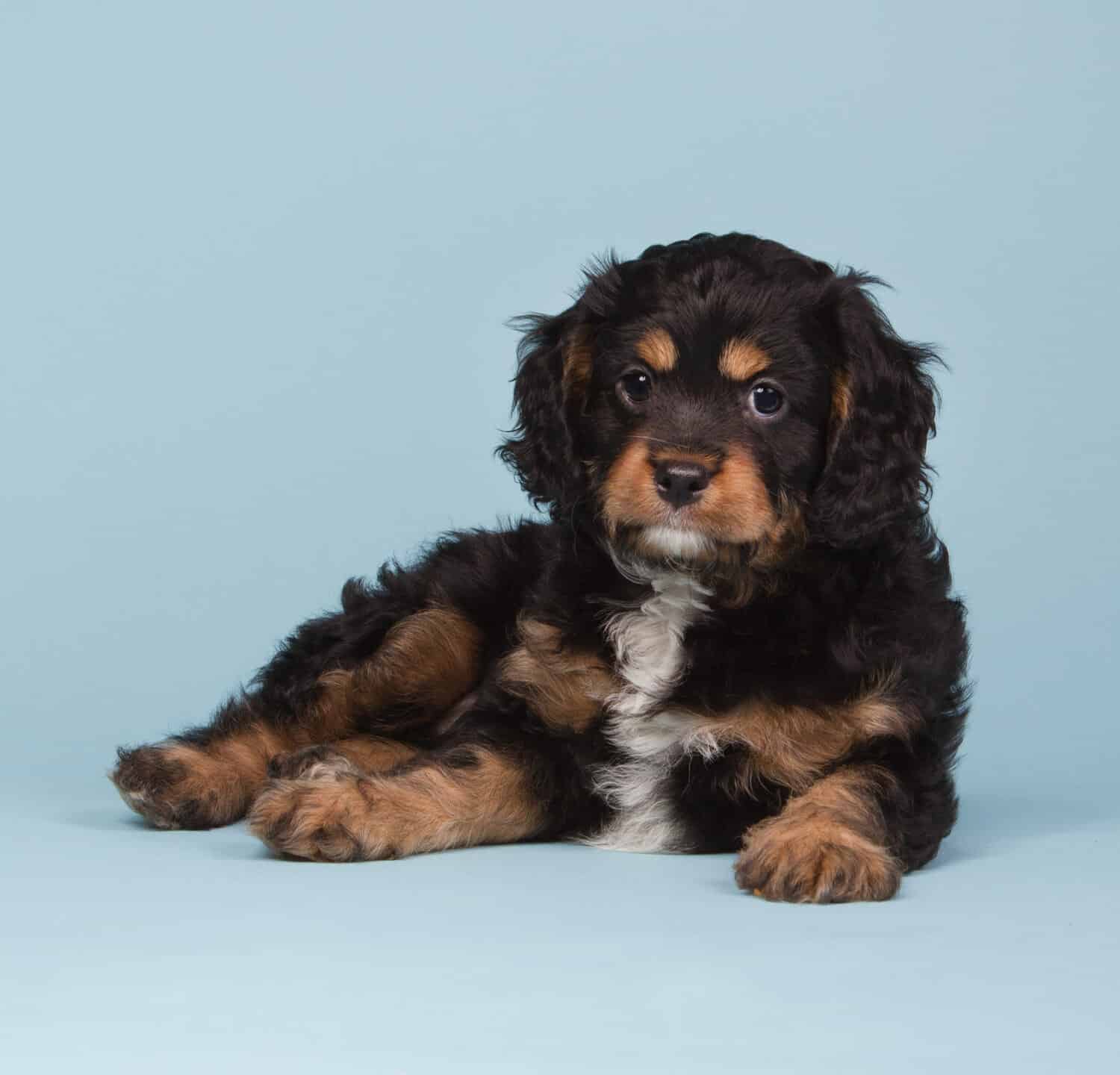 Bellissimo cucciolo cavapoo tricolore adagiato su sfondo blu