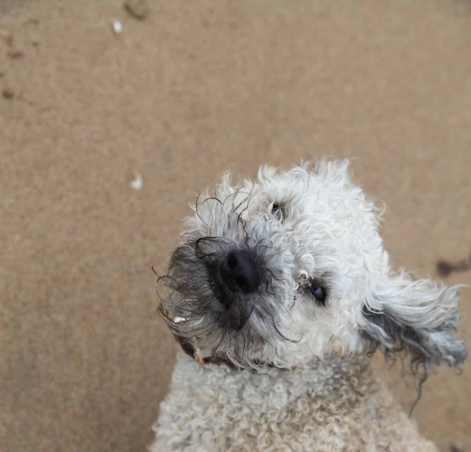 Cane Cavapoo spazzato dal vento sulla spiaggia