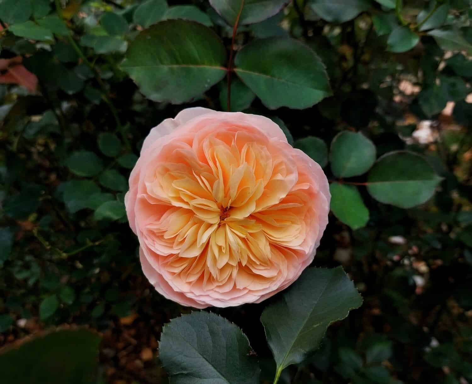 Rosa chiaro, pesca e arancio rosa Giulietta fiore nel giardino.  Fiore di rosa di Giulietta.