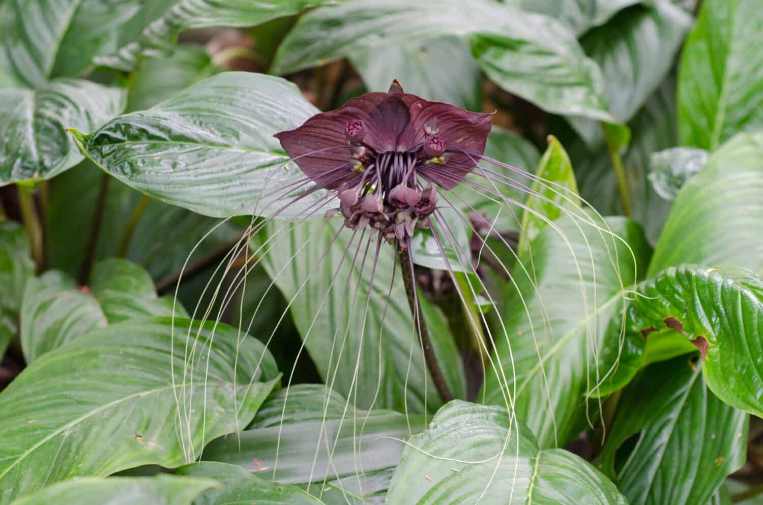 Fiore di pipistrello nero o Tacca chantrieri crescono selvatici nella foresta tropicale, Thailandia