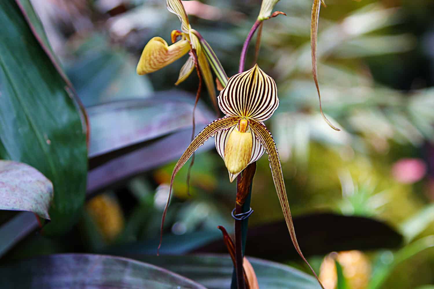 L'orchidea Paphiopedilum rothschildianum (oro di Kinabalu, orchidea pantofola di Rothschild) sta fiorendo nella serra, macro.  Fiore di orchidea a strisce.
