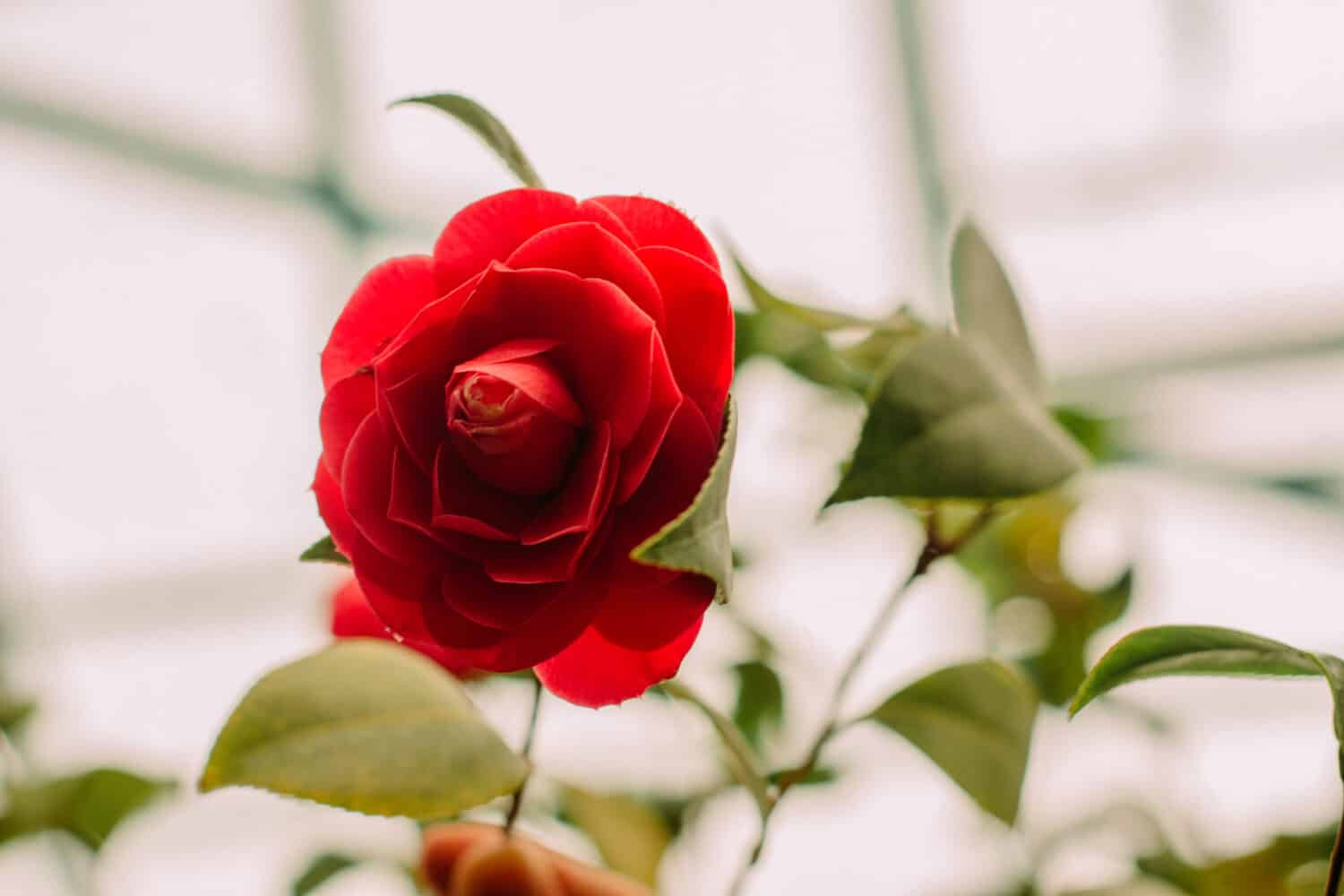 Bello fiore rosso della camelia di Middlemist che cresce nel giardino.  Fiore rosso della camelia di Middlemist come una rosa