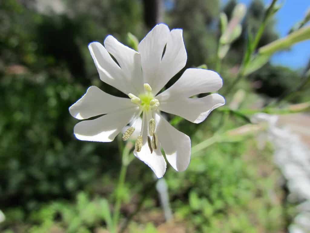 Campione di Gibilterra (Silene tomentosa)