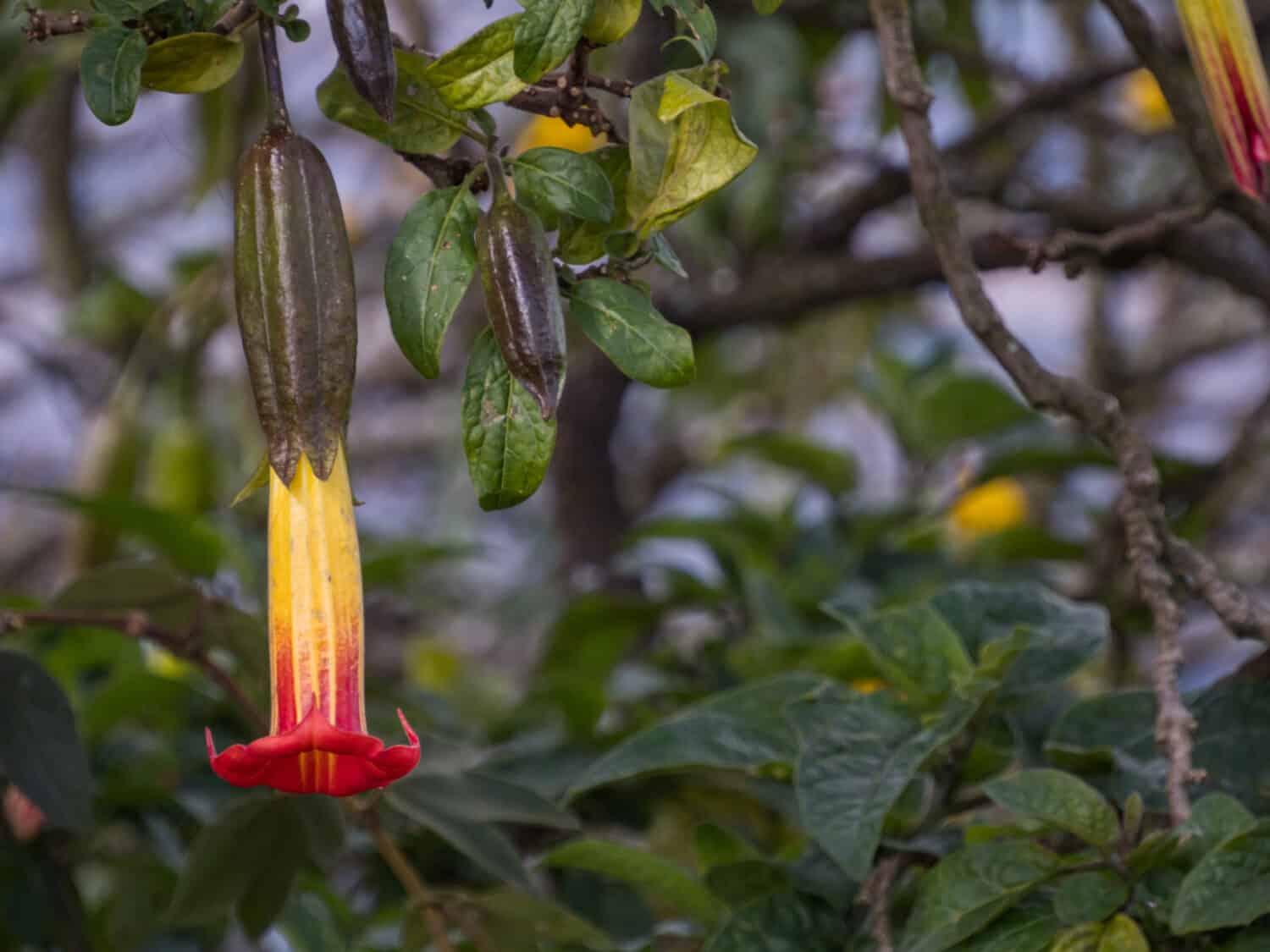Fiori di tromba dell'angelo rosso (Brugmansia sanguinea), fiori a forma di lunghe campane.  Nome ufficiale: Batura, stramonio.  Vulcan Angelo Tromba (Brugmansia vulcanicola), Begonia.  Bogotà, Colombia