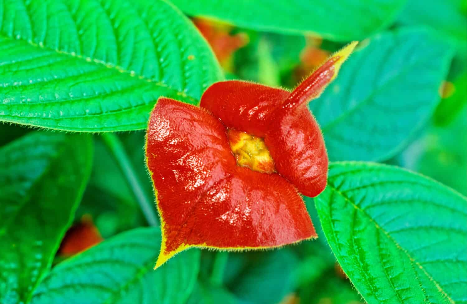 Palicourea elata, precedentemente Psychotria elata, comunemente noto come bacio della fidanzata.  Ricerca nella foresta pluviale dell'America centrale con lezioni dal vulcano Maderas, Ometepe, Nicaragua