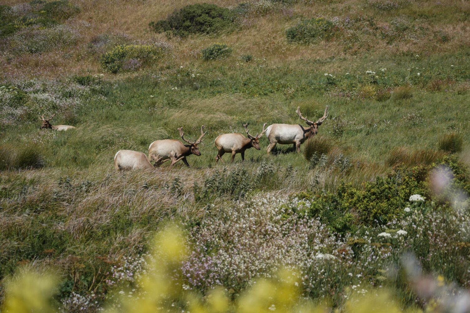 Un grande branco di alci Tule con bellissime corna che pascolano sulle praterie con fiori selvatici come primo piano, girato sul Tomales Point Trail a fine maggio nel nord della California. 