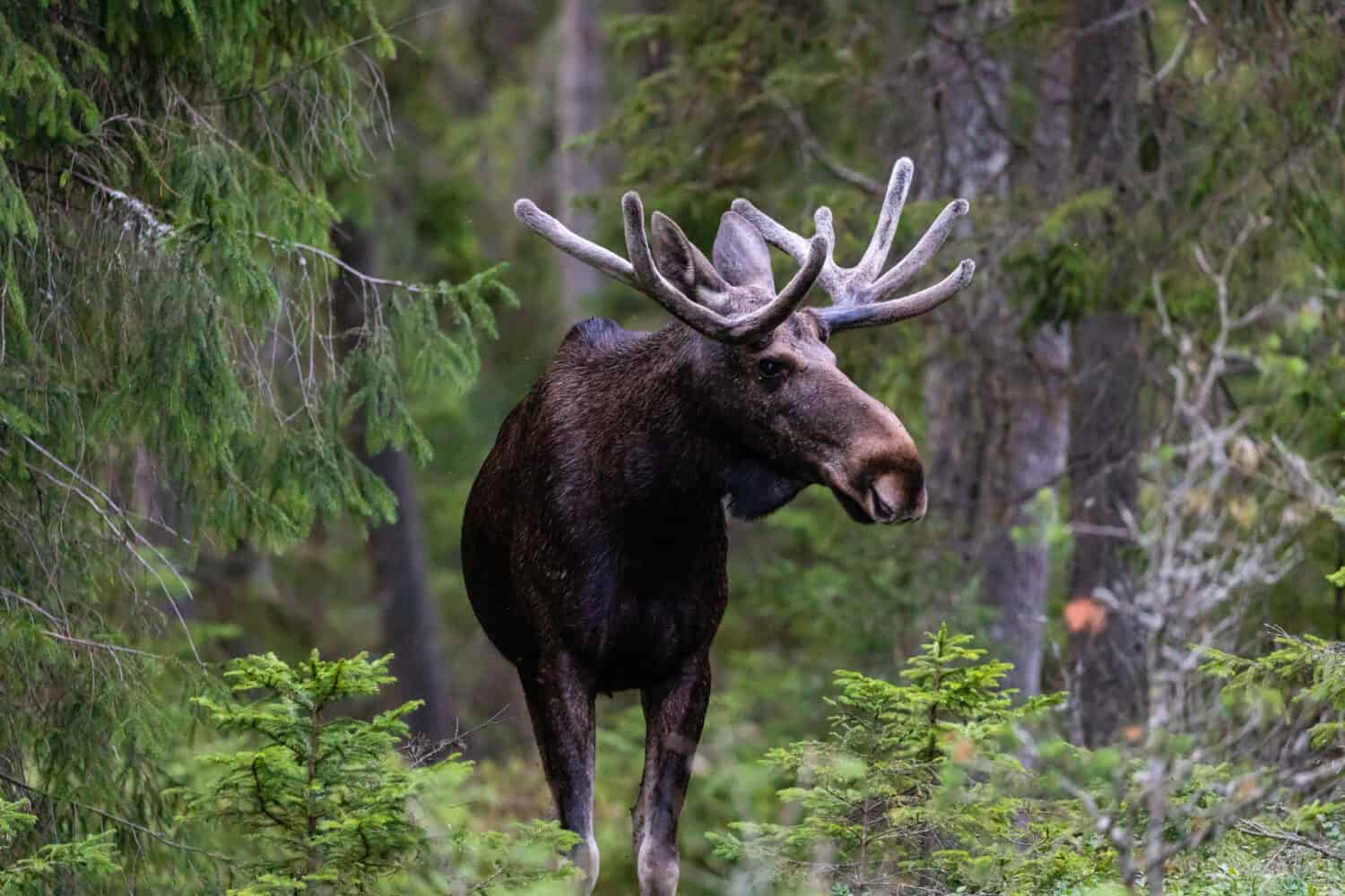 Woodland Majesty: abbracciare l'incantevole aura di un maestoso alce nel deserto selvaggio.