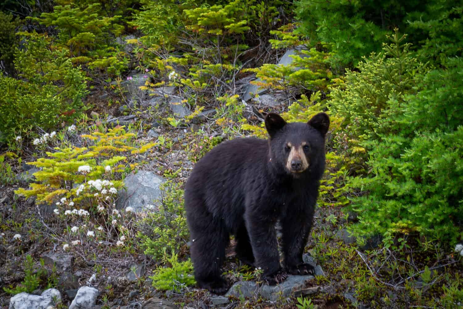 Noble Wilderness Sentinel: abbracciare la magnificenza e il rispetto dell'orso nero nel suo habitat naturale.