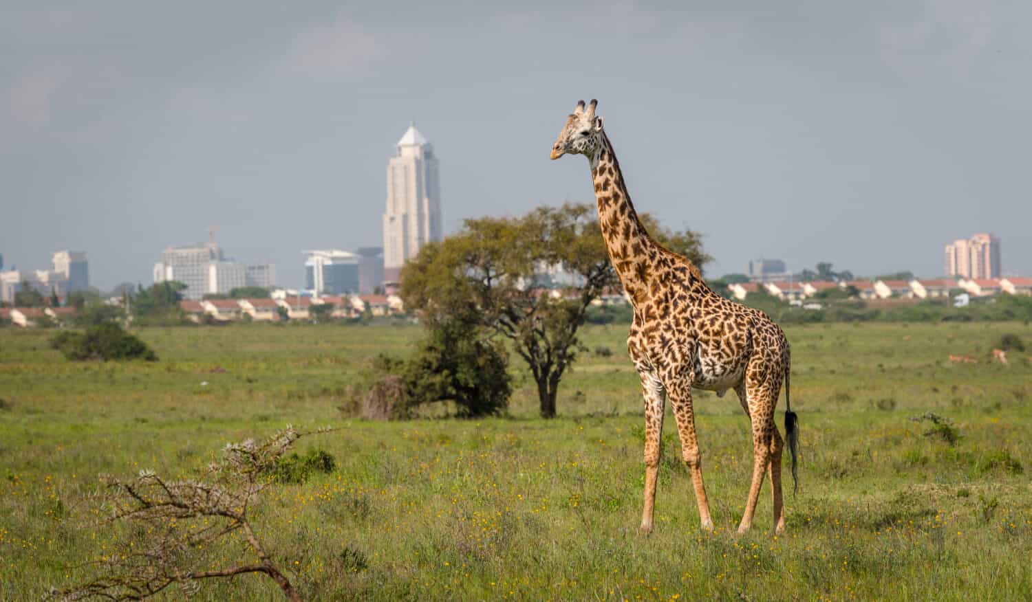 Giraffa nella città di Nairobi la capitale del Kenya.  Parco nazionale di Nairobi.  Architettura di Nairobi sullo sfondo della bellissima giraffa.