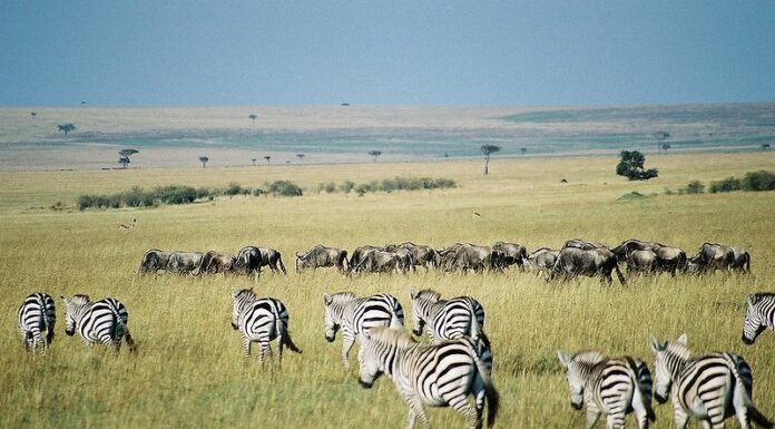 zebre nel Parco Nazionale Maasai Mara