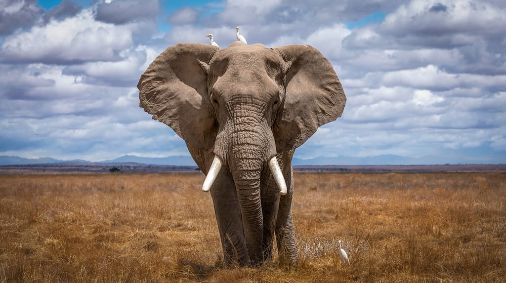 Elefanti nell'habitat naturale del Sud Africa.