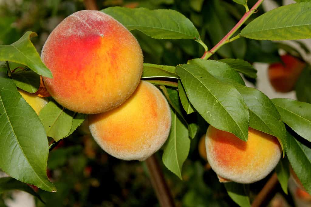 Elberta Yellow Peach, Prunus persica `Elberta`, albero da frutto con fiori rosa, grandi frutti gialli sfocati arrossati di polpa rossa soda gialla da taglio, meno dolce delle pesche bianche con sapore acido.