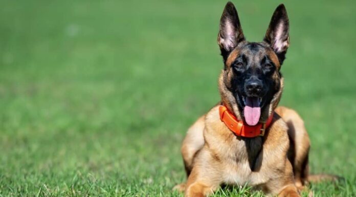 Malinois belga con colletto arancione e lingua fuori