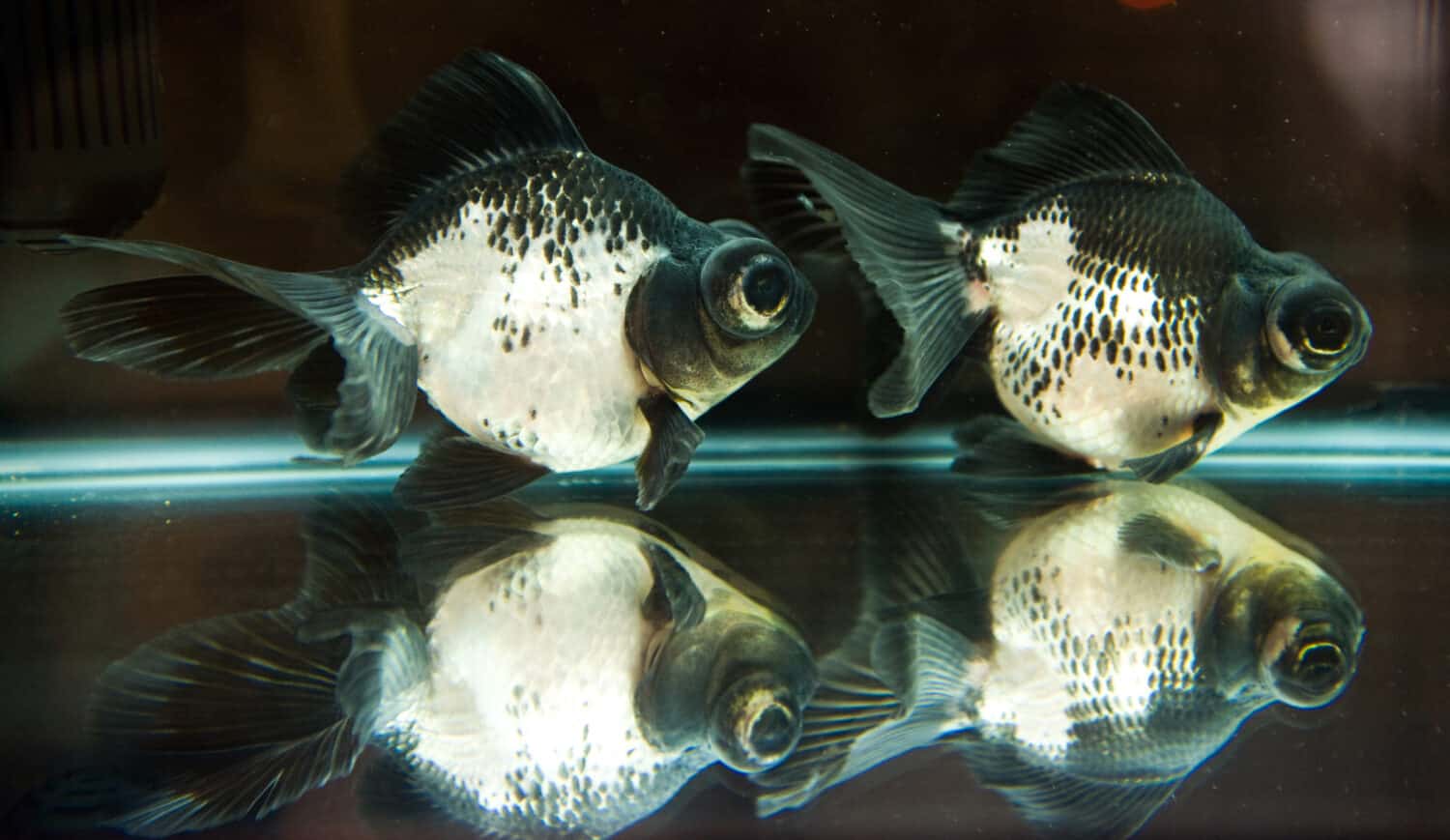 pesce rosso divertente in acquario con azione divertente.