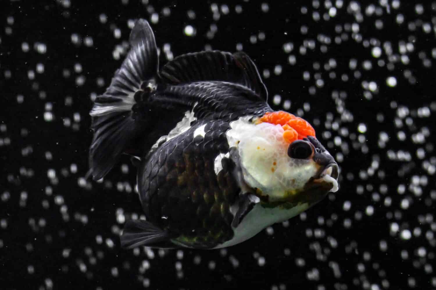 Pesce rosso comunemente Oranda Panda Tricolore in un acquario con bolle nell'acqua, sfondo nero con rumore sfocato