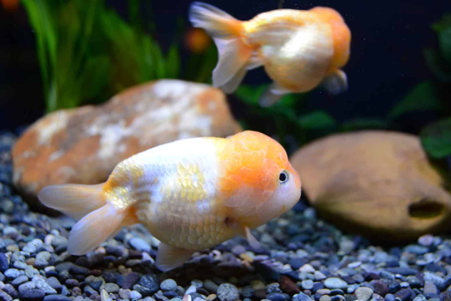 Il Lionchu o lionhead-ranchu, un pesce rosso di fantasia, è il risultato dell'incrocio tra teste di leone e ranchus.