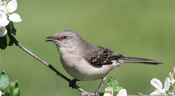 Northern Mockingbird (Mimus polyglottos) in un albero di mele con fiori.