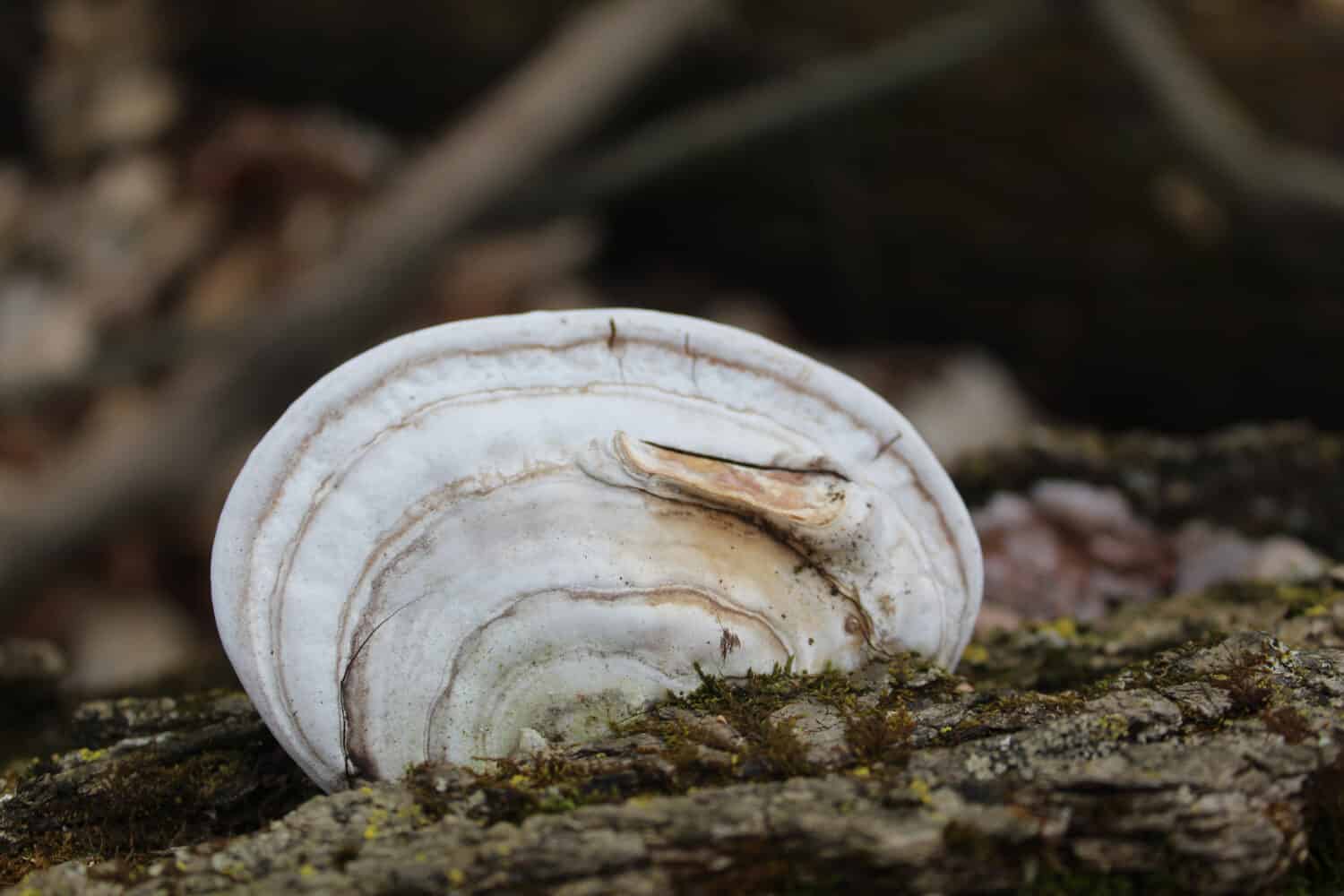 Fungo conk dell'artista su un tronco a Linne Woods a Morton Grove, Illinois