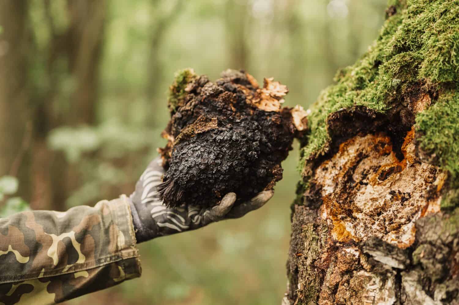 uomo sopravvissuto e raccoglitore con le mani che raccolgono funghi chaga che crescono sul tronco dell'albero di betulla nella foresta estiva.  fungo parassita o funghi chaga cibo crudo selvatico è usato nella medicina alternativa