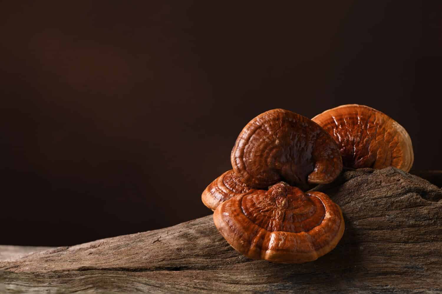 Primo piano del fungo Reishi (Lingzhi) sul vecchio ceppo di legno.