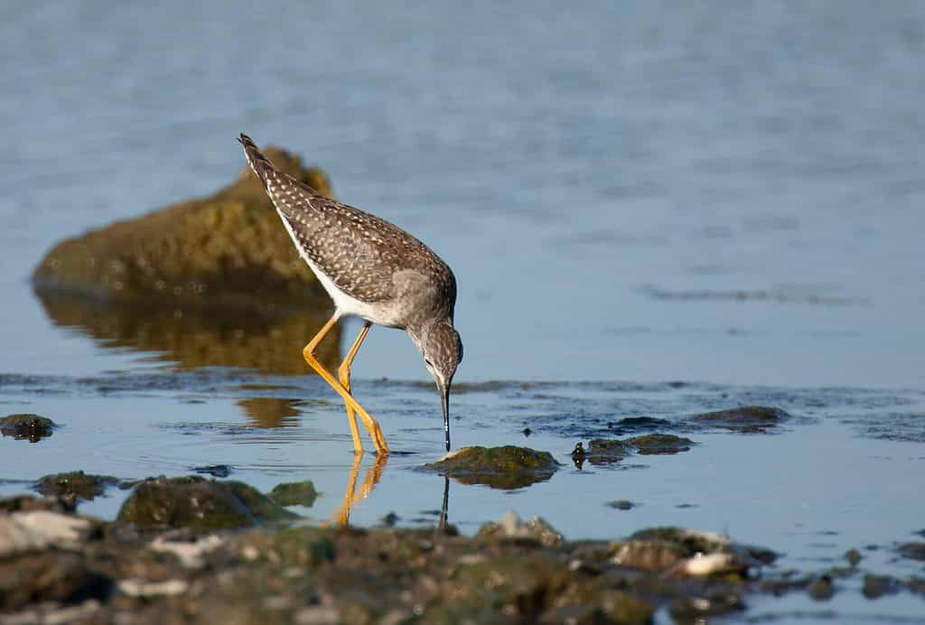 Lesser Yellowlegs sul litorale roccioso