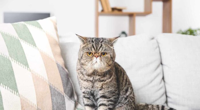 Simpatico gatto Exotic Shorthair sul divano di casa