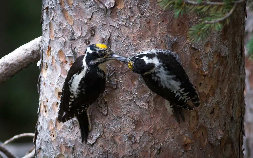 Una coppia di picchi tridattili americani (Picoides dorsalis).