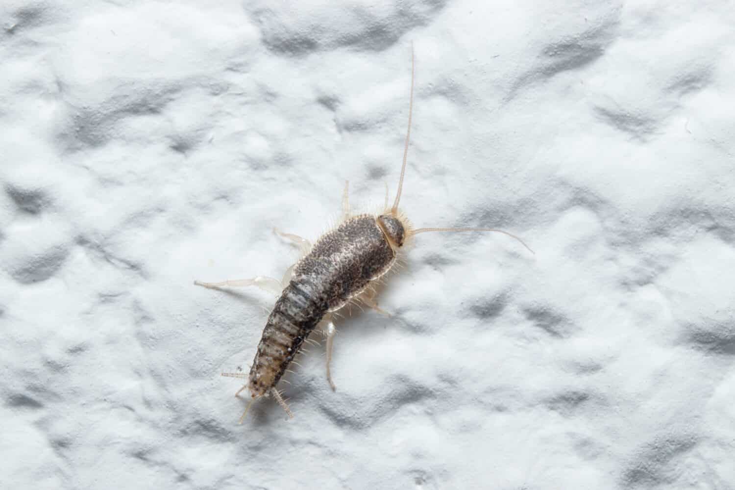 Insetto Silverfish, Lepisma saccharina, che cammina su un muro bianco