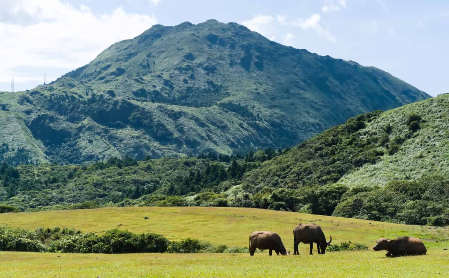 Tre bufali d'acqua stanno mangiando l'erba sul prato sullo sfondo della montagna (Mt. Qixing).  Sentiero circolare di Qingtiangang al parco nazionale di Yangmingshan.