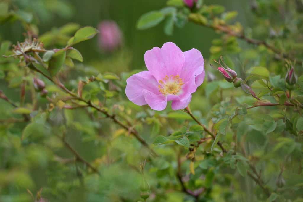 Rosa selvatica nativa, la Rosa nutkana, del nord-ovest del Pacifico costiero.