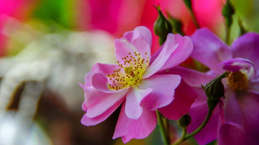 Bella piccola rosa (Rosa acicularis) primo piano foto