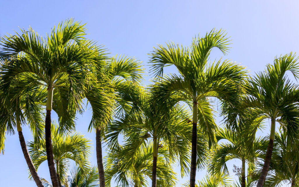 Una fila di Roystonea regia matura o palme reali cubane contro il cielo blu.