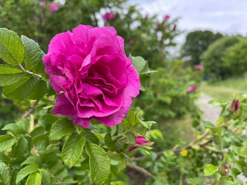 Rosa rugosa (Rosa rugosa) fiore che sboccia all'aperto.