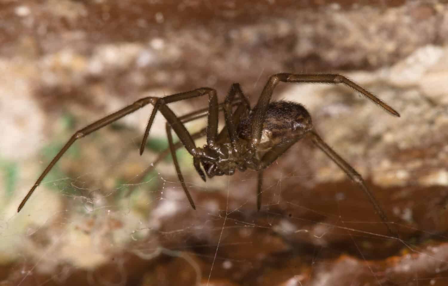 Intruso domestico: un ragno marrone recluso, non invitato e potenzialmente pericoloso, si rifugia tra le mura di una residenza.