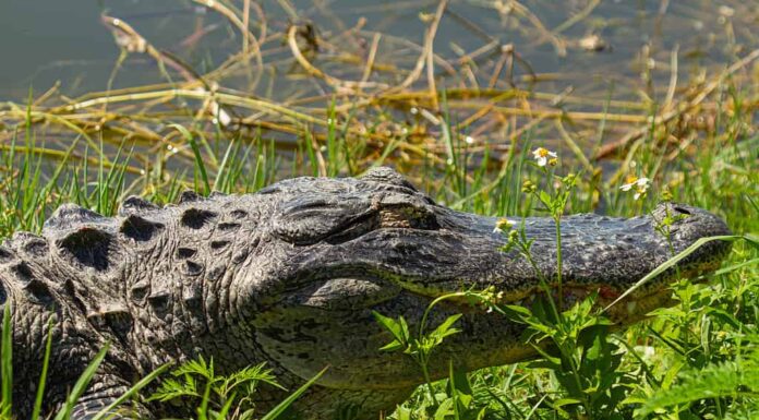 Gli alligatori possono essere trovati in paludi, acquitrini, fiumi e laghi in tutto il sud-est degli Stati Uniti.
