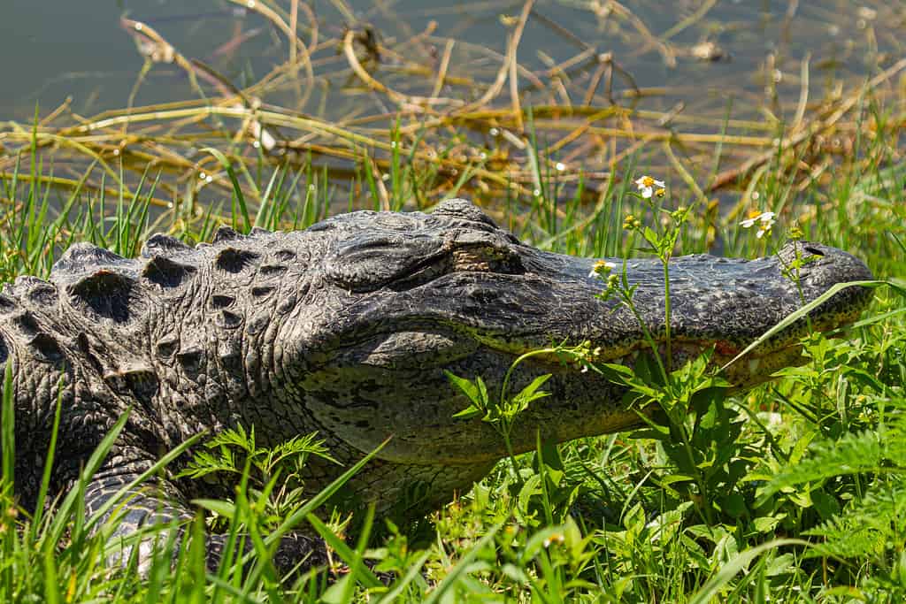 Gli alligatori possono essere trovati in paludi, acquitrini, fiumi e laghi in tutto il sud-est degli Stati Uniti.