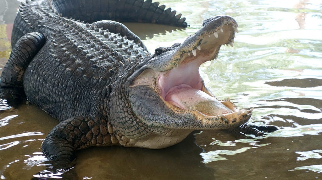 Alligatore selvaggio dell'alligatore delle Everglades della Florida
