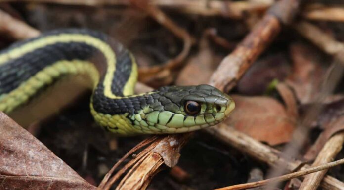 Un'immagine ravvicinata di un serpente giarrettiera verde con strisce nere sul corpo e sul viso.