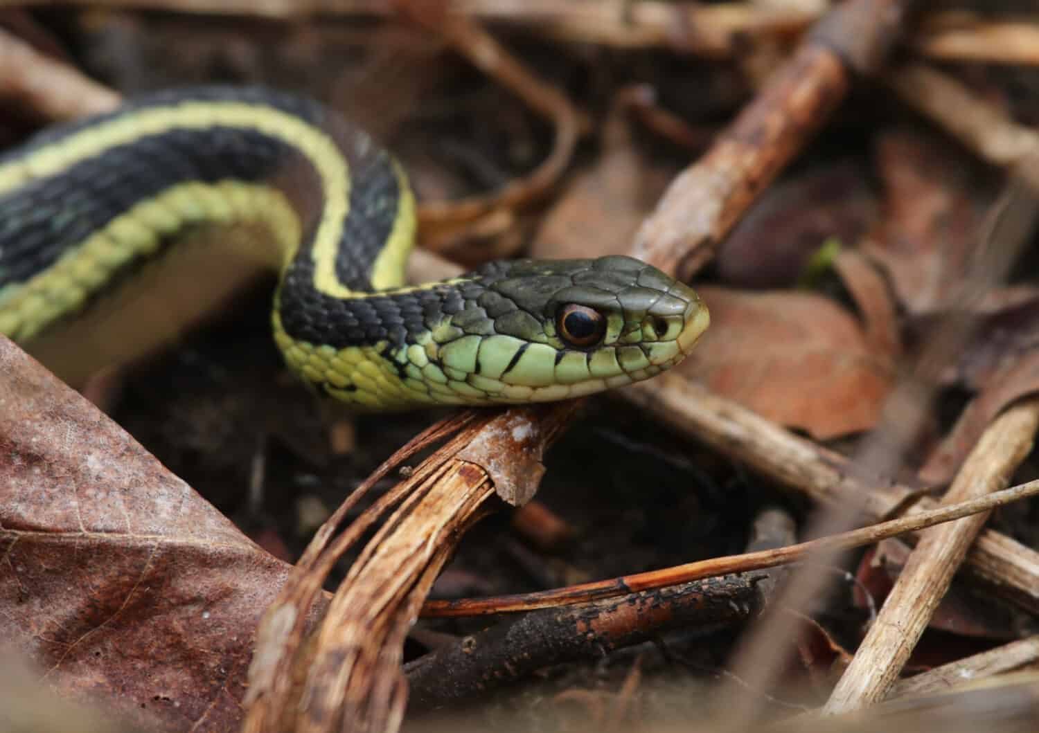 Un'immagine ravvicinata di un serpente giarrettiera verde con strisce nere sul corpo e sul viso.